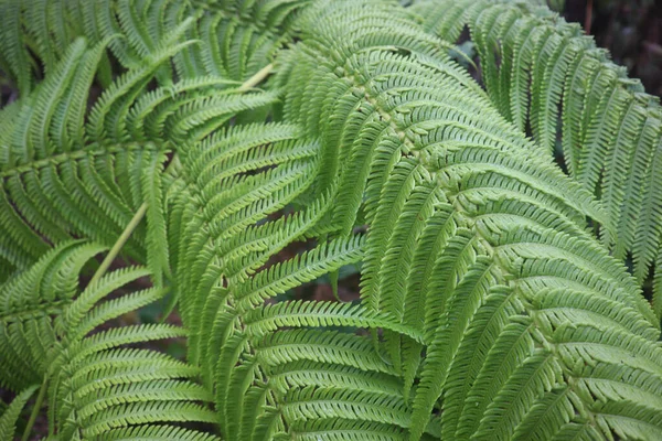 Een Close Van Textuur Van Varenbladeren Het Hawaïaanse Eiland Kona — Stockfoto