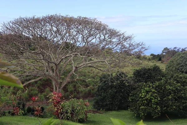 Gros Plan Arbres Banyans Sur Île Hawaïenne Kona — Photo