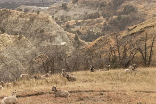 Troupeau Mouflons Amérique Dans Parc National Theodore Roosevelt Dakota Nord — Photo
