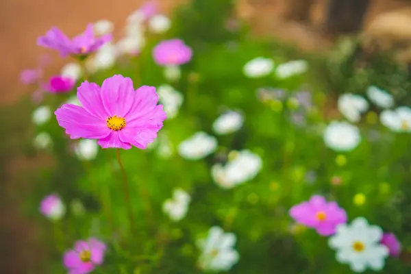 Tiro Ângulo Alto Uma Flor Florescente Cosmos Jardim — Fotografia de Stock