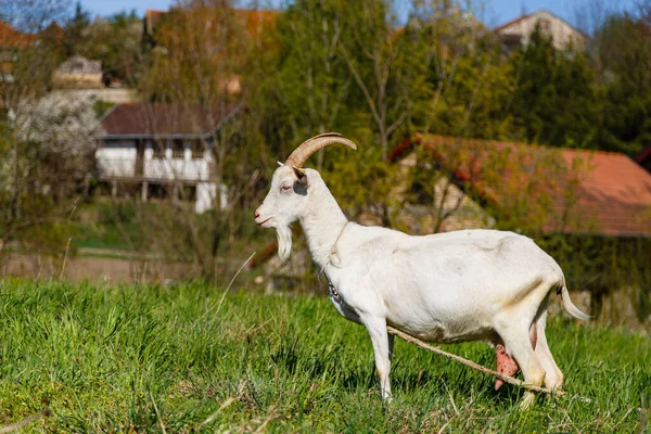 Uma Cabra Branca Uma Terra Fazenda — Fotografia de Stock