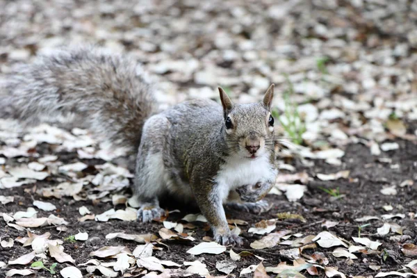 Nahaufnahme Einer Böe Wald — Stockfoto