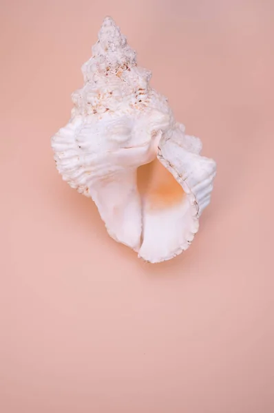 Vertical Shot Seashell Isolated Light Cream Background Copy Space — Stock Photo, Image