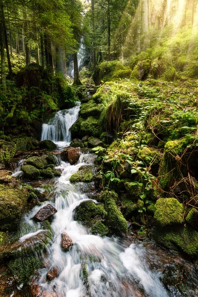 森の中を流れる川の垂直ショット — ストック写真