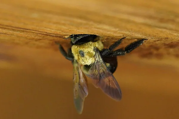 Макро Снимок Медовой Пчелы — стоковое фото