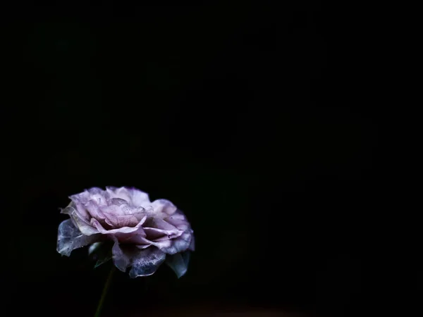 Uma Rosa Roxa Isolada Fundo Preto — Fotografia de Stock