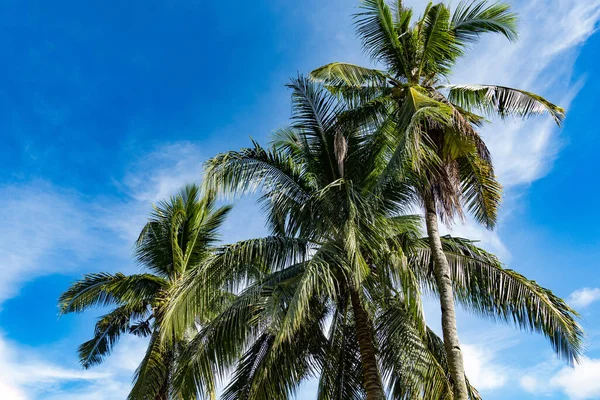 Тропические Пальмы Против Тропического Синего Неба — стоковое фото