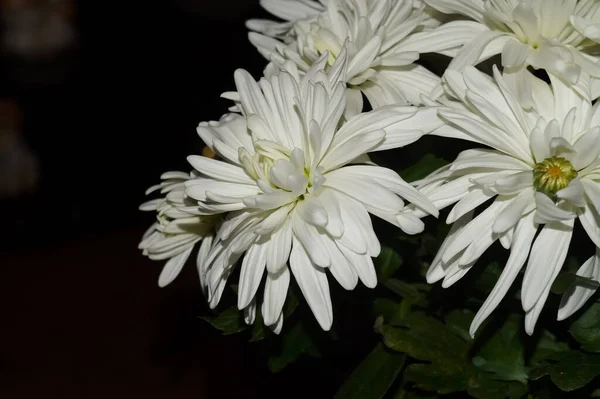 ภาพใกล ดของดอกไม ไครซานเทม ขาว — ภาพถ่ายสต็อก