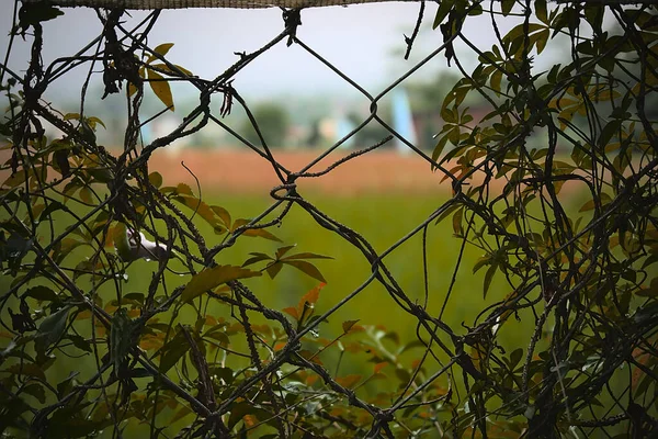 Tiro Close Uma Cerca Com Fio Plantas Verdes — Fotografia de Stock