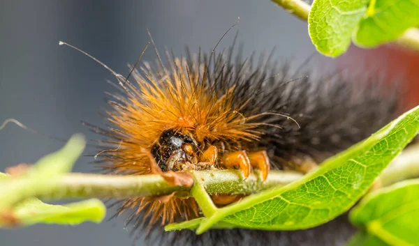 Nahaufnahme Eines Orangefarbenen Und Schwarzen Larch Tussock Motten Schmetterlingswurms Der — Stockfoto