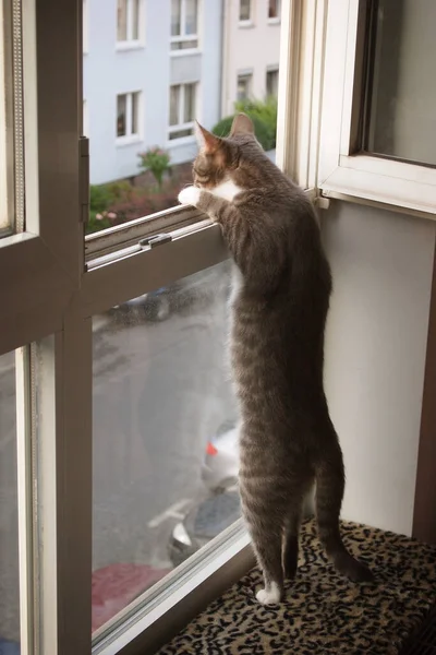 Roztomilá Tmavě Šedá Kočka Stojící Před Otevřeným Oknem — Stock fotografie