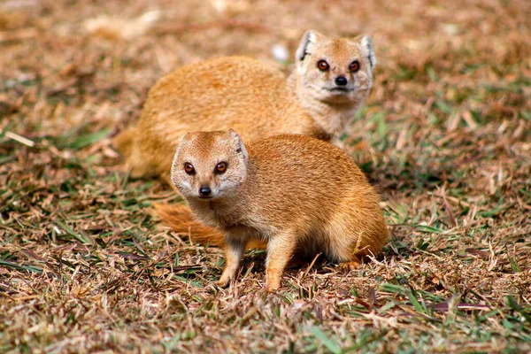 Une Mise Point Sélective Couple Mangoustes Minces Dans Nature — Photo