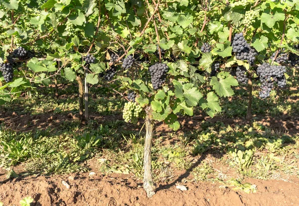 Ripening Delicious Black Grapes Vineyard - Stock-foto