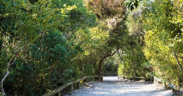 Sentier Milieu Parc Entouré Arbres Verts — Photo