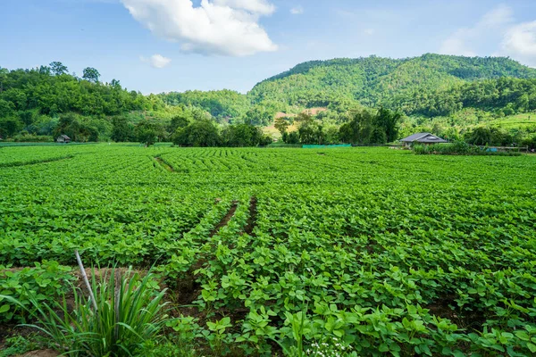 Blooming Planted Area Mon Jam Mountaintop Garden Chiang Mai Thailand — Zdjęcie stockowe