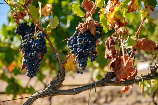 Primer Plano Racimos Uvas Negras Maduras Medio Hojas Secas Sobre — Foto de Stock