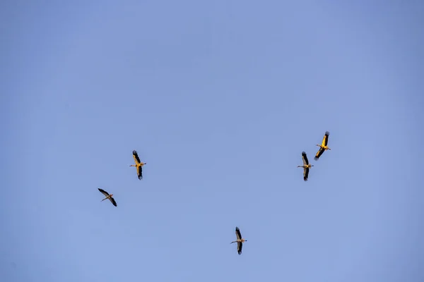 Πελαργοί Πετούν Στον Ουρανό Κατά Διάρκεια Της Ημέρας — Φωτογραφία Αρχείου