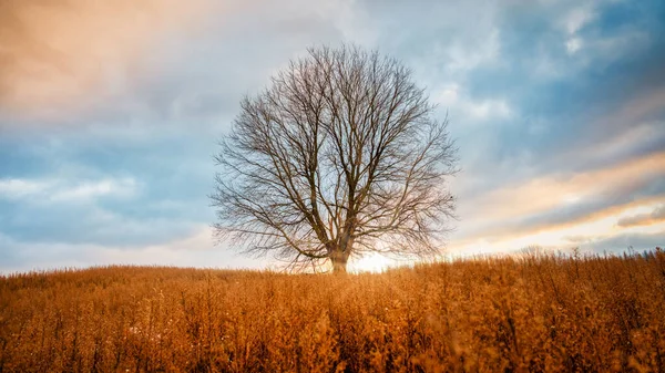 Osamělý Velký Holý Strom Poli Během Východu Slunce — Stock fotografie