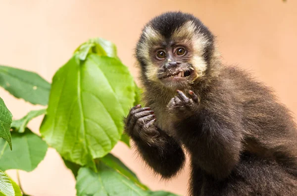 Egy Közeli Kép Egy Barna Gibbon Majomról Amint Zöld Leveleken — Stock Fotó
