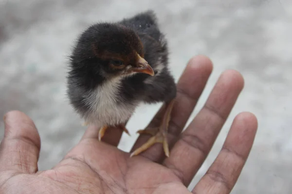 Egy Közeli Kép Egy Emberről Aki Egy Aranyos Kiscsajt Tart — Stock Fotó