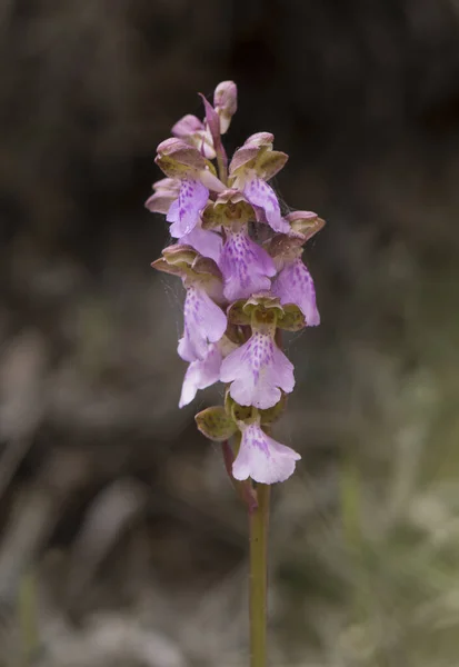 Makro Pohled Orchis Spitzelii Subsp Cazorlensis Orchis Cazorlensis Rare Wild — Stock fotografie