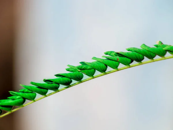 Una Hermosa Vista Las Hojas Verdes Planta Sobre Fondo Borroso — Foto de Stock