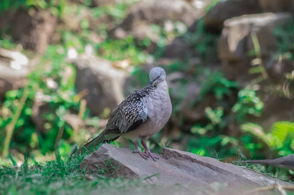 黒ずんだ背景の石の上に鳩が立っているのが見えた — ストック写真