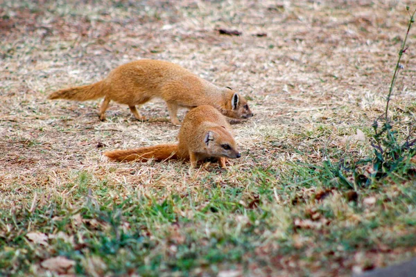 Une Mise Point Sélective Couple Mangoustes Minces Dans Nature — Photo