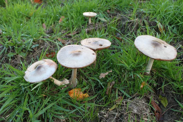 Lot Mushrooms Green Grassy Field — Stockfoto