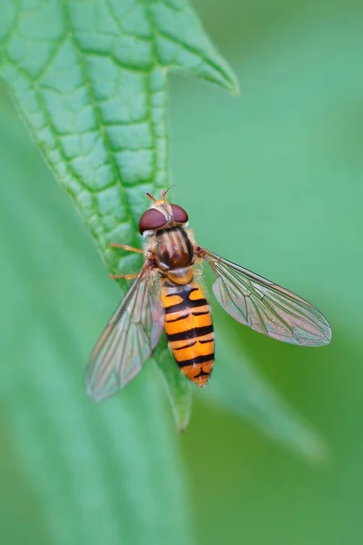 Closeup Shot Marmelade Hoverfly Green Leaf Garden — Zdjęcie stockowe