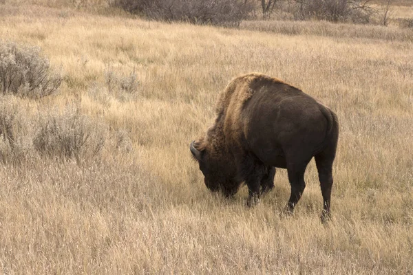 Gros Plan Bison Dans Parc National Theodore Roosevelt Dakota Nord — Photo