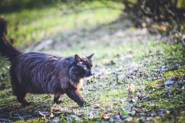 Dışarıdaki Sevimli Siyah Bir Kedinin Yakın Plan Fotoğrafı — Stok fotoğraf