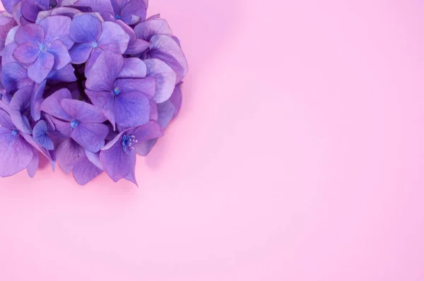 ピンクの背景に隔離された紫色のアジサイのトップビュー 壁紙のための素晴らしい — ストック写真