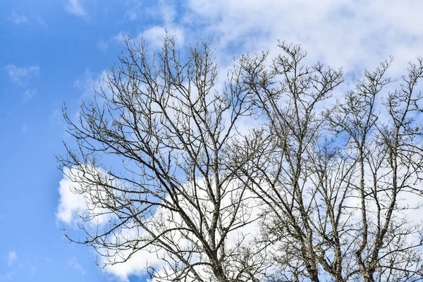 하늘을 배경으로 나무들이 아름다운 — 스톡 사진
