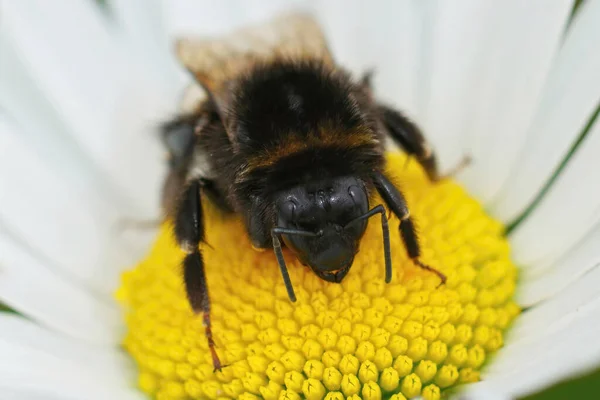 目のデイジーの花に大きな地球のバンブルビーのクローズアップショット — ストック写真