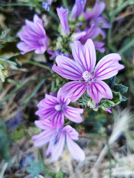 Primer Plano Flores Malva Alta Púrpura —  Fotos de Stock