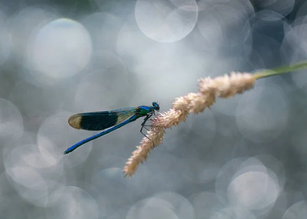 Makro Einer Libelle Die Auf Einer Beigen Blume Sonnenlicht Morgen — Stockfoto