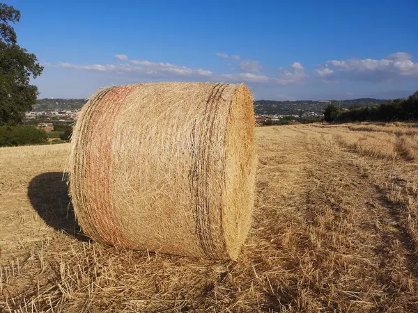 藁は穀物の収穫後に山に入れ — ストック写真
