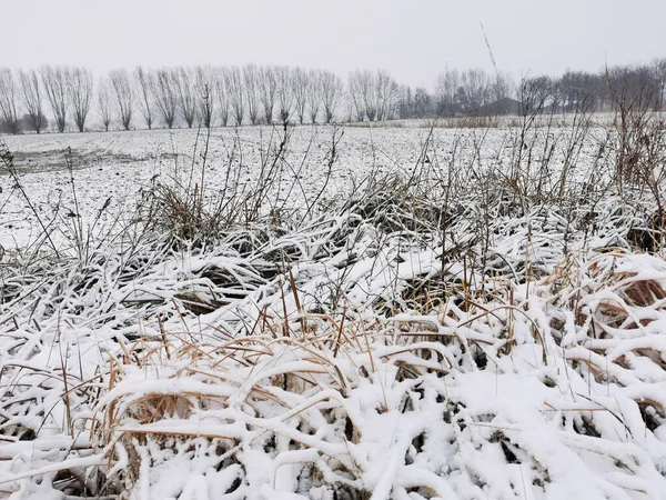 Neve Branca Cobrindo Campo Com Plantas Inverno — Fotografia de Stock