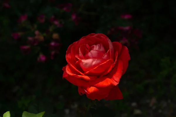 Gros Plan Une Fleur Rose Rouge Fleurs — Photo