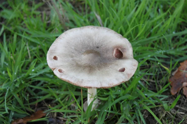 Closeup Shot Mushroom Green Grassy Field — Stock Photo, Image