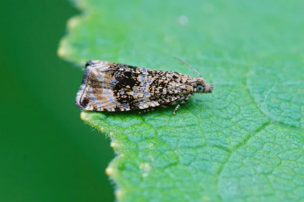 Closeup Shot Colorful Small Tortrix Moth Green Leaf Garden — Stockfoto