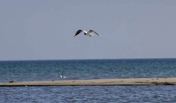 Bel Colpo Uccello Marino Sul Mare — Foto Stock