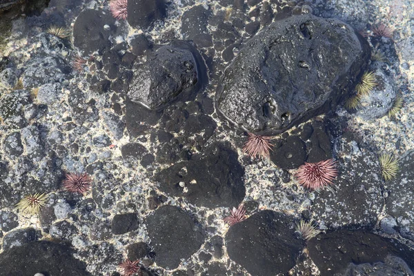 Крупный План Приливного Бассейна Красочными Морскими Ежками Черными Вулканическими Скалами — стоковое фото