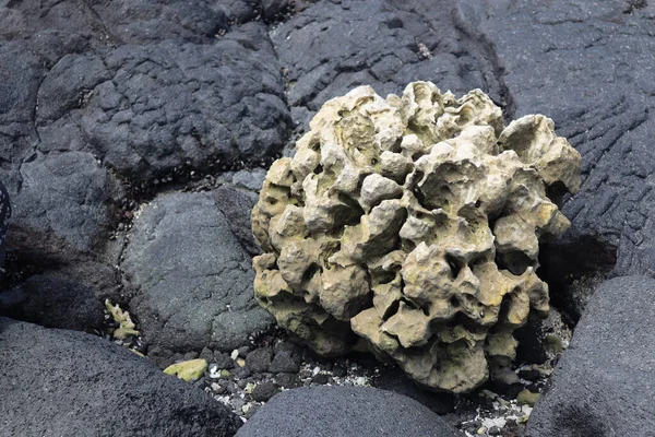 Крупним Планом Білий Корал Великих Чорних Вулканічних Скелях Пляжі — стокове фото