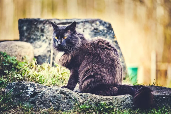Piękny Puszysty Czarny Kot Spacerujący Ogrodzie Wiosce — Zdjęcie stockowe