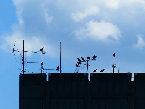 Uma Silhueta Pássaros Nas Antenas Topo Edifício Com Fundo Azul — Fotografia de Stock