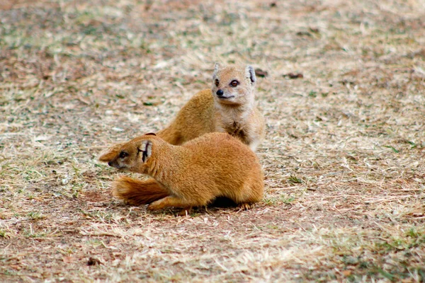 Une Mise Point Sélective Couple Mangoustes Minces Dans Nature — Photo