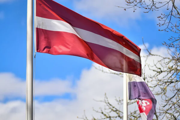 Латвійський Національний Прапор Пурхає Вітрі — стокове фото
