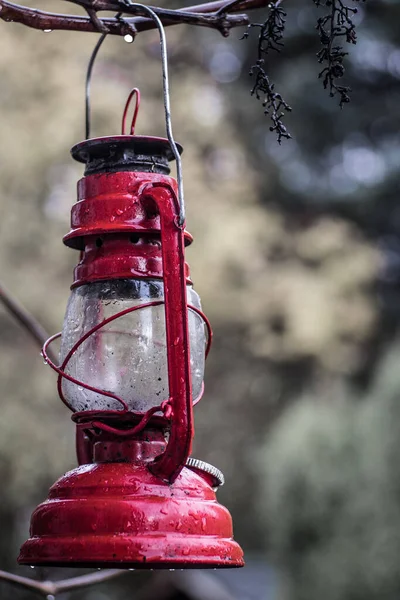 Disparo Vertical Una Vieja Linterna Roja Colgando Una Ramita Árbol — Foto de Stock